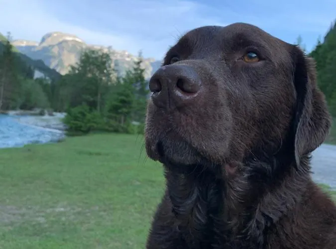 Pensión Haus Salzburgerland